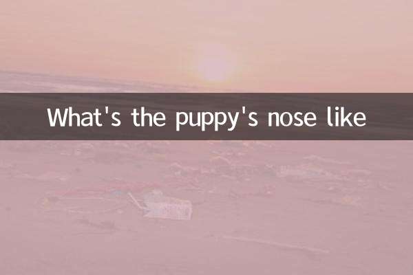 What's the puppy's nose like