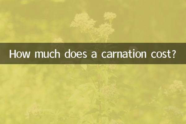 카네이션 가격은 얼마인가요?