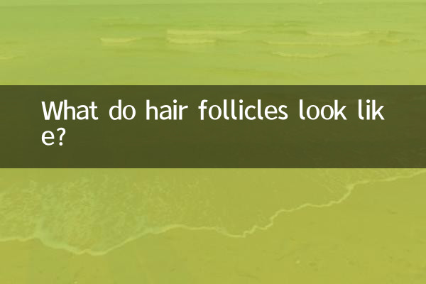 What do hair follicles look like?