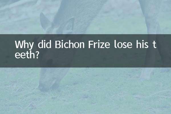 Why did Bichon Frize lose his teeth?