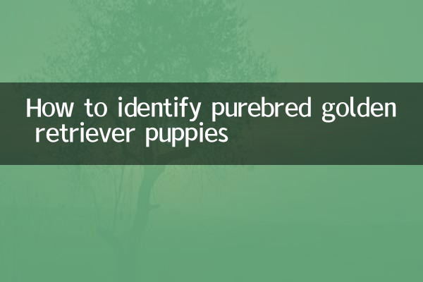 So erkennen Sie reinrassige Golden Retriever-Welpen