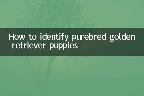 So erkennen Sie reinrassige Golden Retriever-Welpen