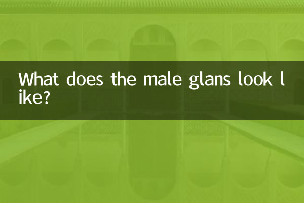 What does the male glans look like?