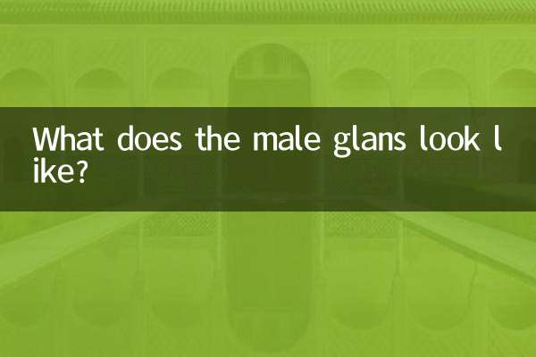 What does the male glans look like?