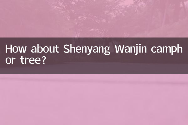 ماذا عن شنيانغ وانجين شجرة الكافور؟