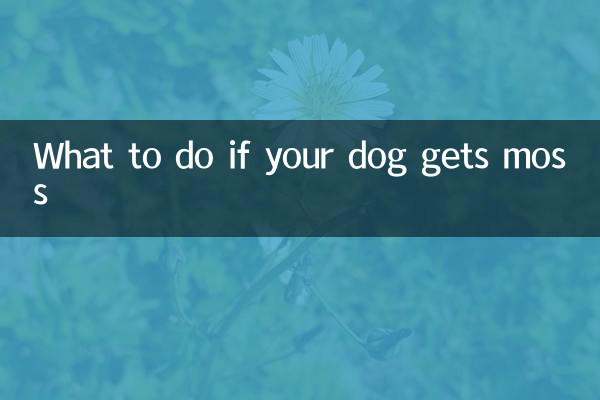 O que fazer se seu cachorro pegar musgo