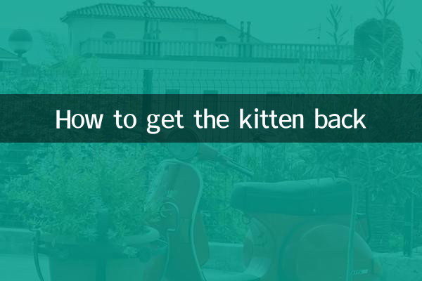 بلی کے بچے کو واپس کیسے حاصل کریں