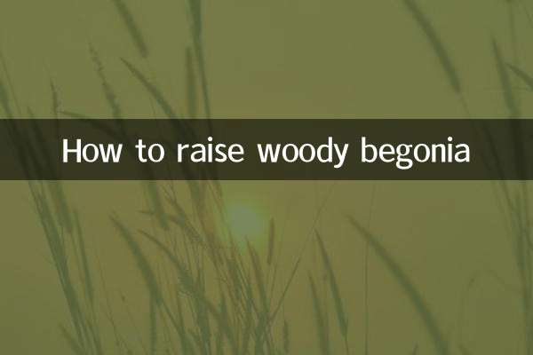 Comment élever du bégonia ligneux