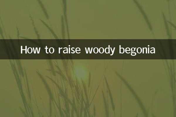 Comment élever du bégonia ligneux