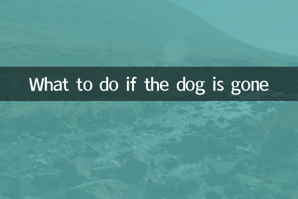 Что делать, если собака пропала