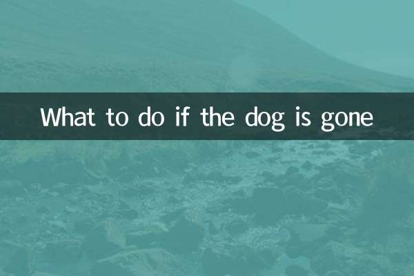 Что делать, если собака пропала