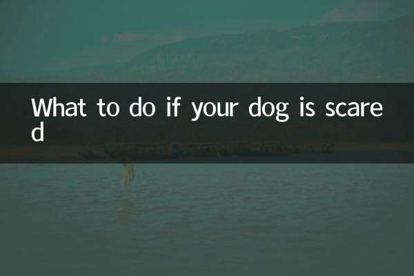 Que faire si votre chien a peur