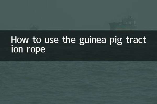 荷兰猪牵引绳怎么用