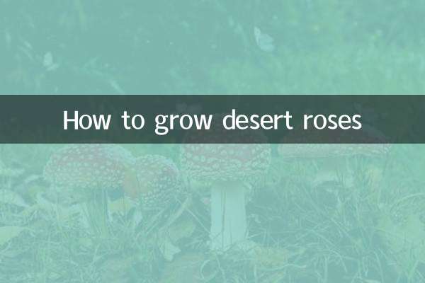 沙漠玫瑰花怎麼養