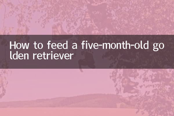 How to feed a five-month-old golden retriever