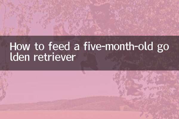How to feed a five-month-old golden retriever