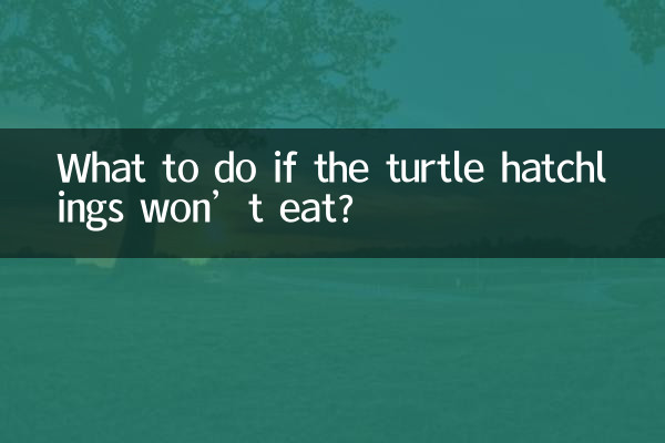 ¿Qué hacer si las crías de tortuga no comen?