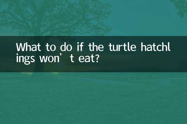 ¿Qué hacer si las crías de tortuga no comen?