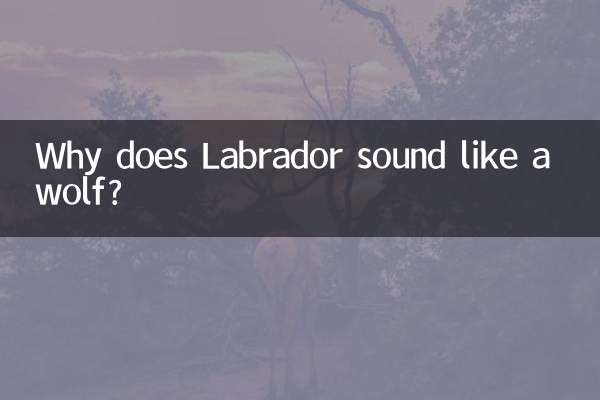 拉布拉多叫聲怎麼像狼