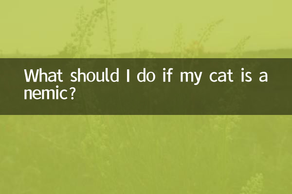 Cosa devo fare se il mio gatto è anemico?