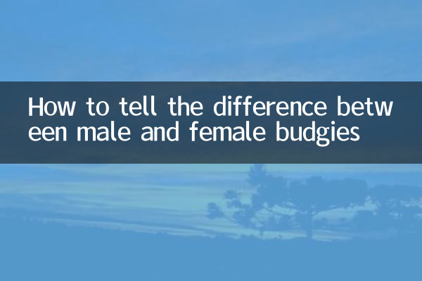 Como saber a diferença entre periquitos machos e fêmeas