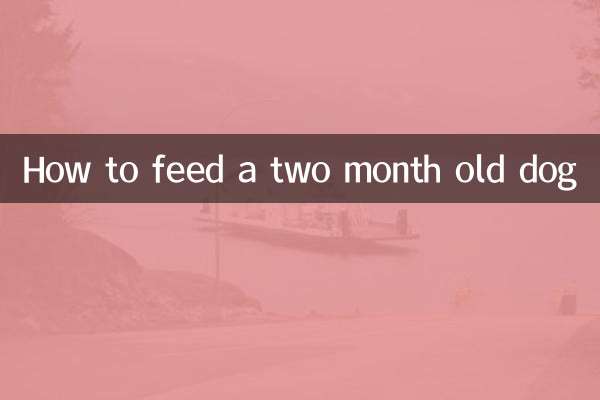 2개월 된 강아지에게 먹이를 주는 방법