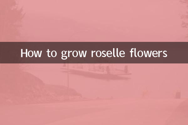 Как вырастить цветы розели