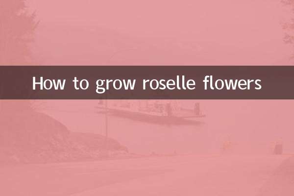 Como cultivar flores de rosela