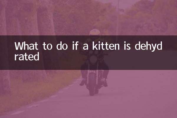 O que fazer se um gatinho estiver desidratado