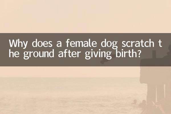 Pourquoi une chienne gratte-t-elle le sol après avoir mis bas ?