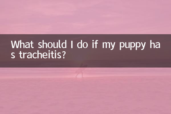 Que dois-je faire si mon chiot a une trachéite ?