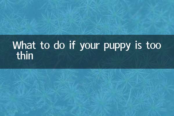 اگر توله سگ شما بیش از حد لاغر است چه باید کرد؟