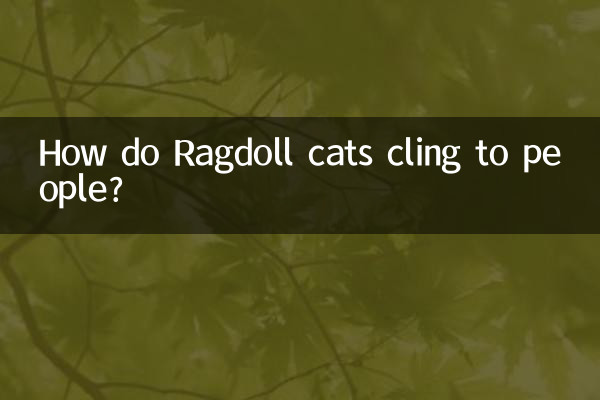 रैगडॉल बिल्लियाँ लोगों से कैसे चिपकी रहती हैं?