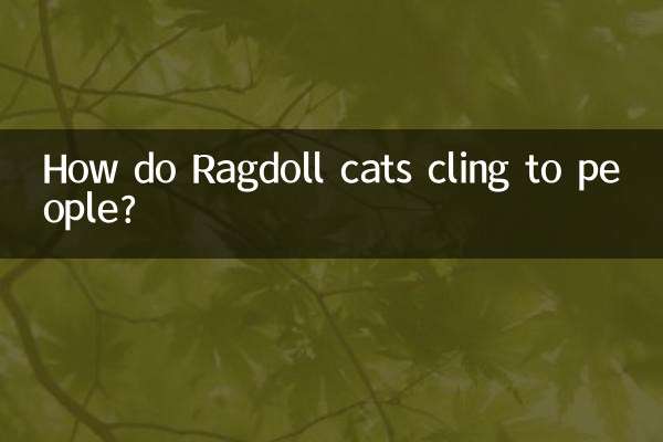 布偶貓怎麼粘人