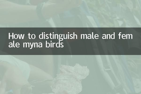 Cómo distinguir machos y hembras de miná