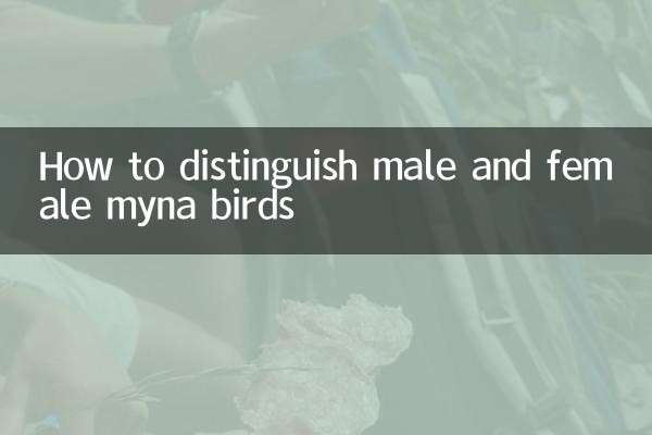 Cómo distinguir machos y hembras de miná