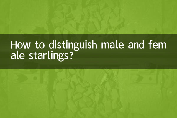 찌르레기 수컷과 암컷을 구별하는 방법은 무엇입니까?