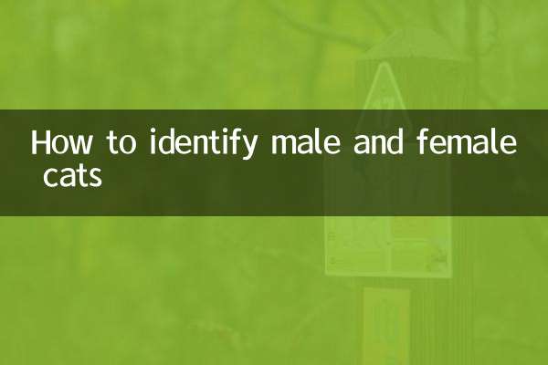 How to identify male and female cats