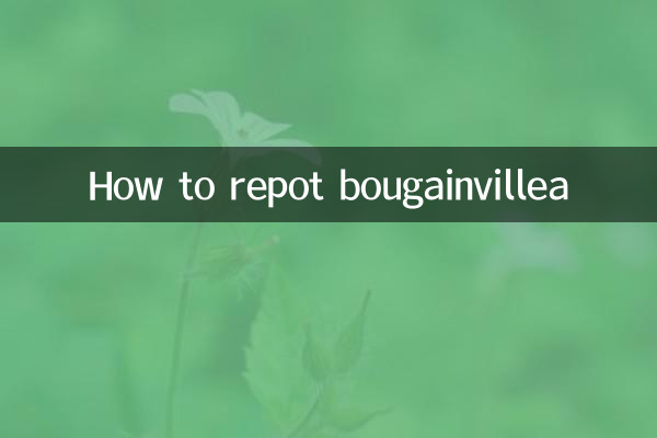 How to repot bougainvillea