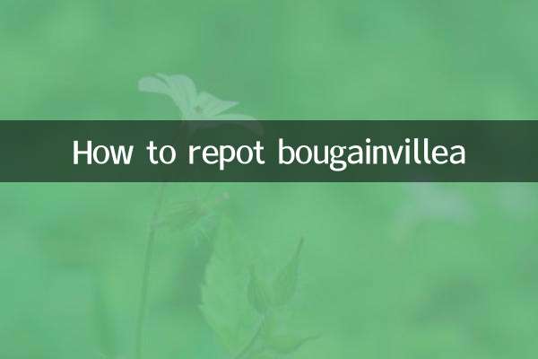 How to repot bougainvillea