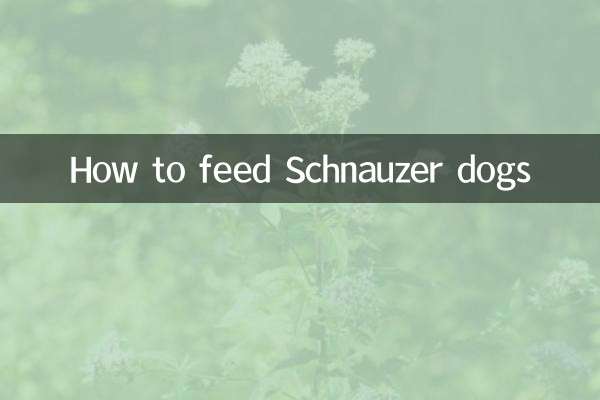 Come nutrire i cani Schnauzer