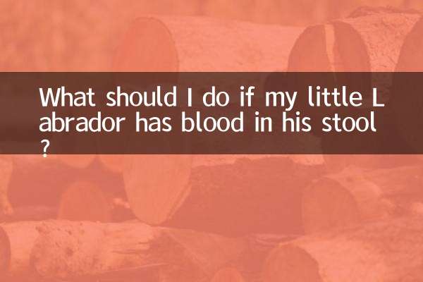 What should I do if my little Labrador has blood in his stool?