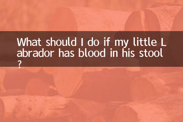¿Qué debo hacer si mi pequeño Labrador tiene sangre en las heces?
