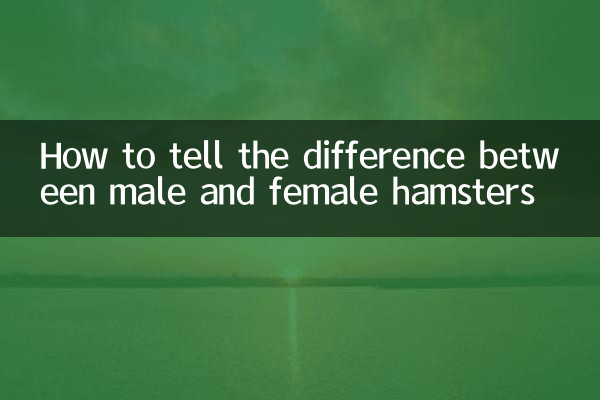 Como saber a diferença entre hamsters machos e fêmeas