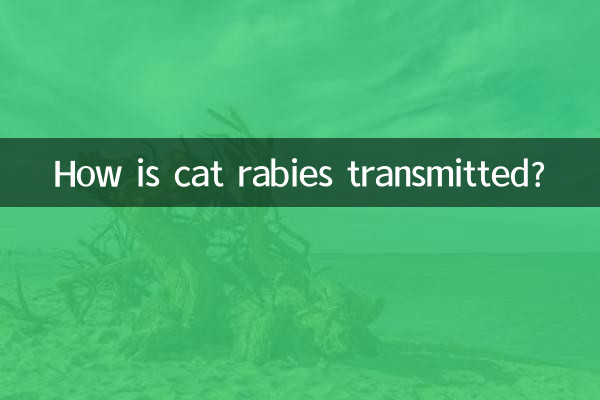 بلی کے ریبیوں کو کیسے منتقل کیا جاتا ہے؟