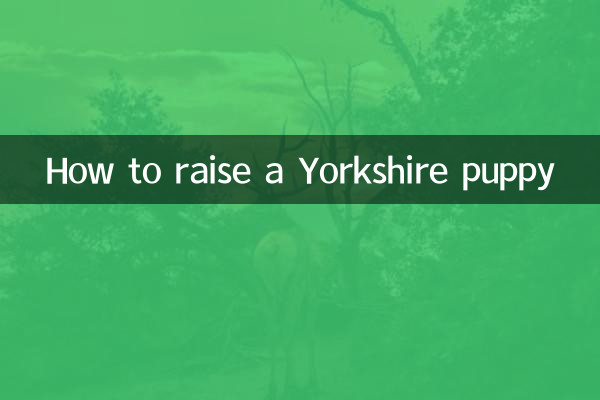 یارکشائر کے کتے کو کیسے پالیں