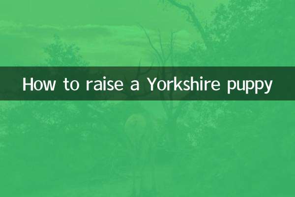 यॉर्कशायर पिल्ला कैसे पालें