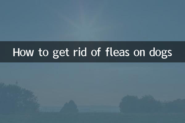 کتوں پر پسووں سے کیسے چھٹکارا حاصل کریں