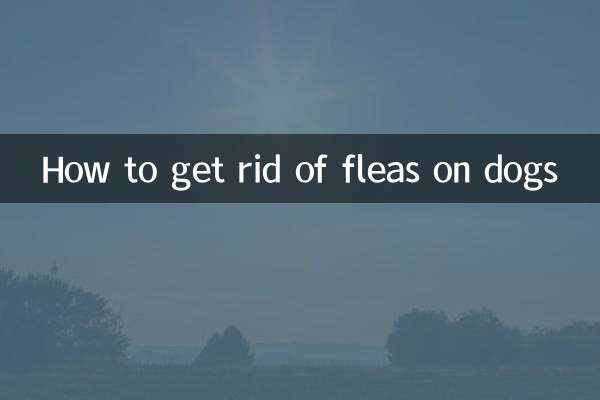 Wie man Flöhe bei Hunden loswird