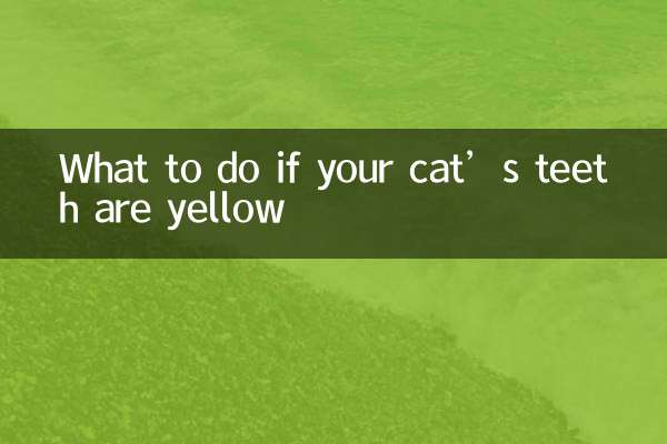 What to do if your cat’s teeth are yellow